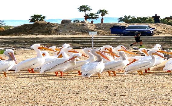 Lake Cahuilla Pelicans